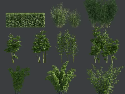 Collection Of Various Bamboo Plants Including Clumping Hedge And Single Stem Varieties 3d model