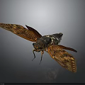 Cicada with Spread Transparent Wings Featuring Intricate Patterns and Metallic Brown Body 3d model