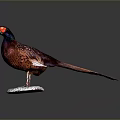Vibrant Pheasant With Red Head Purple Body Long Tail On White Base Dark Background