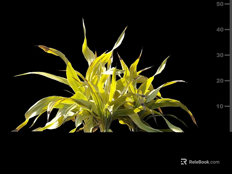 Vibrant Variegated Foliage With Yellow Green Leaves On Black Background For Indoor Decor 3d model 