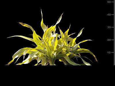 Vibrant Variegated Foliage With Yellow Green Leaves On Black Background For Indoor Decor 3d model