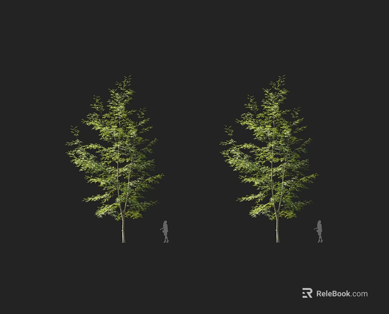 Two Tall Arbor Trees With Lush Green Foliage And Human Silhouette For Scale 3d model 