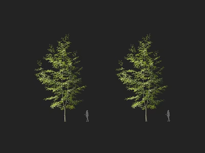 Two Tall Arbor Trees With Lush Green Foliage And Human Silhouette For Scale 3d model