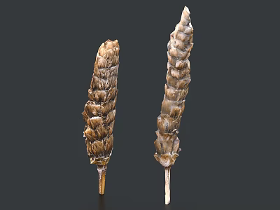 Dried Food Spike Plants With Brown Scaly Surface And Stem Base 3d model