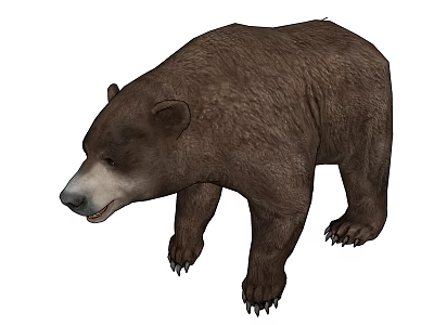 Realistic Brown Bear 3D Model With Natural Fur And Standing Stance 3d model