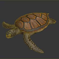 Realistic Orange Brown Patterned Shell Turtle With Spotted Flippers On Dark Background 3d model