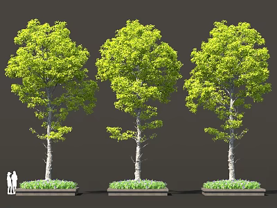 Three Green Leaf Trees Featuring White Trunks And Grass Base With People Nearby 3d model