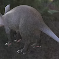 Unique Reptile With Long Snout Large Ears Sturdy Limbs And Gray Skin In Grassland