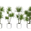 Green Potted Plants in White Ceramic Pots Arranged Indoors Against Light Wall and Wooden Floor