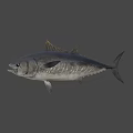 Fresh Deep Sea Tuna Fish Swimming In Blue Water For Seafood Dishes