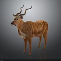 Brown Antelope With White Stripes And Curved Horns On Gray Background