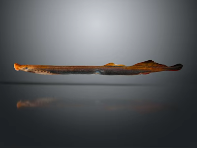 Long Slender Brown And Orange Fish With Reflective Surface On Gray Background 3d model