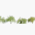 Row of Willow Trees with Weeping Branches and Lush Green Leaves