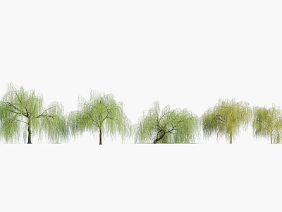 Row of Willow Trees with Weeping Branches and Lush Green Leaves 3d model