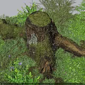 Stone And Wood Natural Scene With Moss Covered Tree Stump Green Plants And Purple Flowers