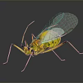 Yellow Green Spotted Insect with Transparent Wings and Long Thin Legs on Dark Background Reflection