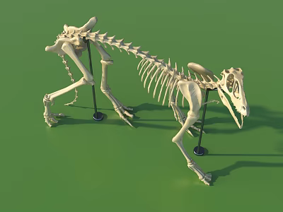 Detailed Reptile Skeleton Mounted with Support Stands Against Green Background 3d model