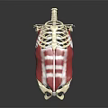 Human Torso Anatomical Model With Skeleton Structure And Muscle Details 3d model