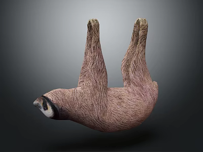 Sloth Hanging Upside Down in Natural Posture with Detailed Fur Against Dark Background 3d model