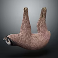 Sloth Hanging Upside Down in Natural Posture with Detailed Fur Against Dark Background