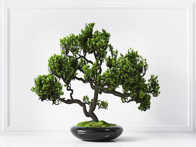 Bonsai Plant with Curved Branches Lush Green Leaves in Black Pot with Moss 3d model