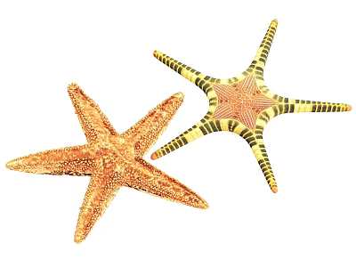 Two Colorful Starfish As Aquatic Animals With Textured Orange And Striped Yellow Bodies 3d model