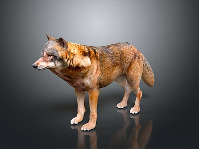 Realistic 3D Rendered Wolf With Detailed Brown And Gray Fur Standing On Gray Background 3d model
