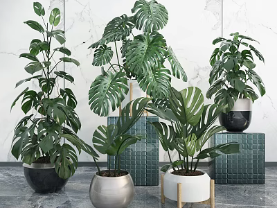 Indoor Decorative Potted Green Plants with Large Leaves in Various Stylish Pots Against Marble Wall 3d model