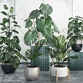Indoor Decorative Potted Green Plants with Large Leaves in Various Stylish Pots Against Marble Wall