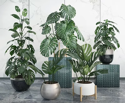 Indoor Decorative Potted Green Plants with Large Leaves in Various Stylish Pots Against Marble Wall 3d model