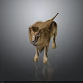 Male Lion with Majestic Mane Standing on Dark Background with Reflective Surface