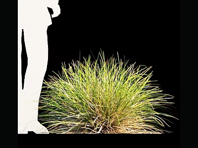 Green Grass Clump With White Human Silhouette On Black Background 3d model
