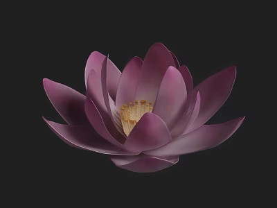 Beautiful Blooming Purple Lotus Flower with Vibrant Petals on Black Background 3d model