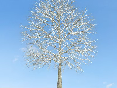 Snow Covered Tree Against Clear Blue Sky With Bare Branches in Winter Season 3d model