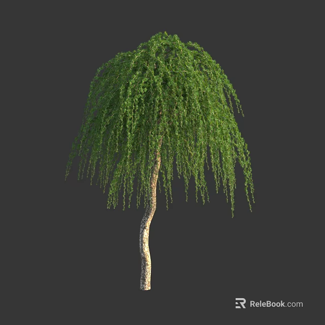 Weeping Willow Tree With Curved Trunk And Long Drooping Green Leaves 3d model 