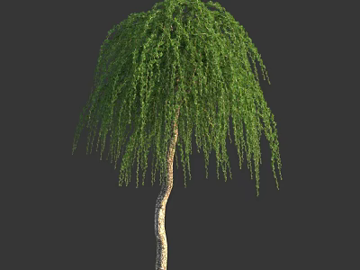Weeping Willow Tree With Curved Trunk And Long Drooping Green Leaves 3d model