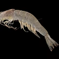 Aquatic Animal Shrimp With Long Antennae Multiple Legs Grayish Brown Spotted Body On Black Background