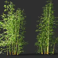 Tall Bamboo Plants With Green Leaves And Slender Stems On Dark Background