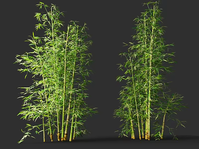Tall Bamboo Plants With Green Leaves And Slender Stems On Dark Background 3d model