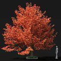Large Vibrant Red Leaf Tree With Lush Foliage And Human Figure For Scale 3d model