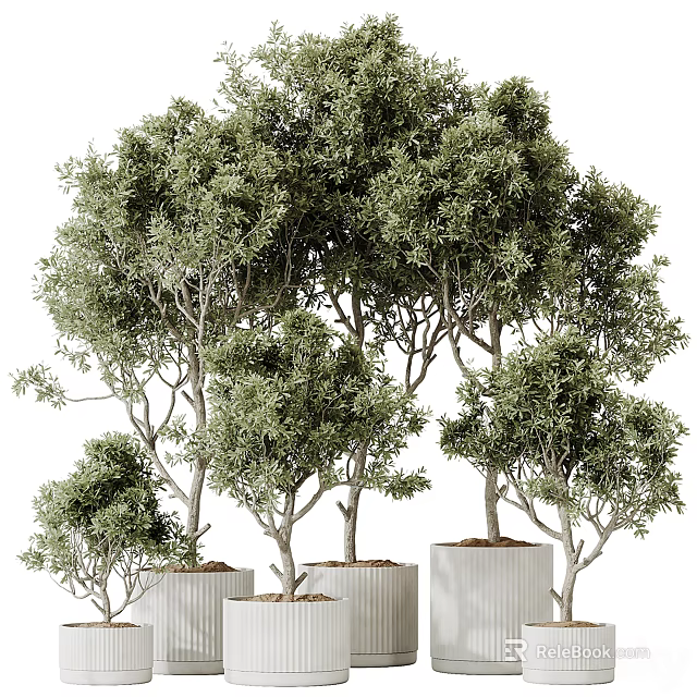 Decorative Bonsai Trees With Lush Foliage In Modern Planters 3d model 