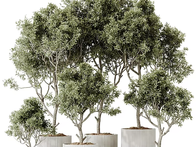 Decorative Bonsai Trees With Lush Foliage In Modern Planters 3d model