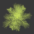 Bonsai Plant With Green Long Leaves In Brown Vase Against Black Background