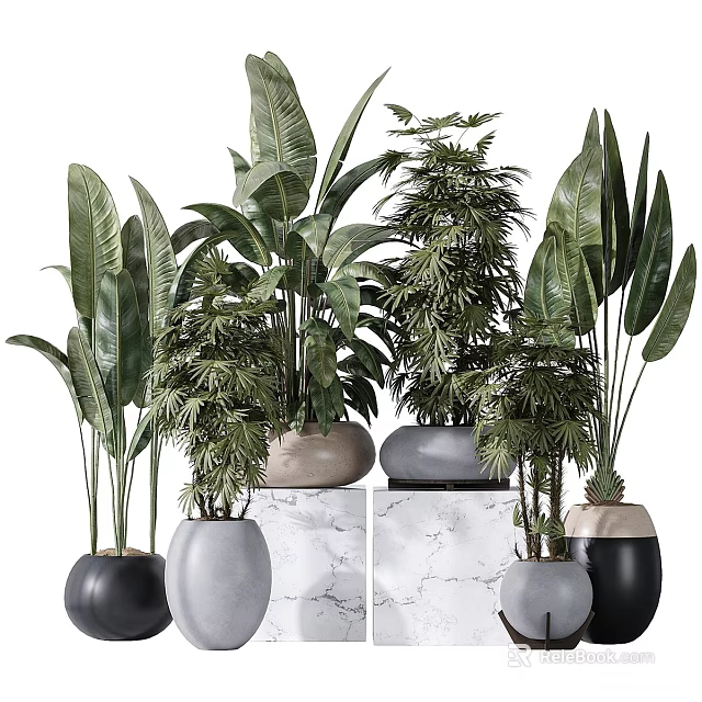 Potted Bonsai Plants with Various Green Leaves and Black Gray Pots on Marble Countertop 3d model 