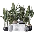 Potted Bonsai Plants with Various Green Leaves and Black Gray Pots on Marble Countertop