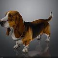 Cute Basset Hound With Brown Black White Coat Long Floppy Ears Standing On Gray Background