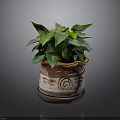 Indoor Potted Plant With Green Leaves In Ceramic Pot And Spiral Design And Saucer Base