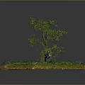 Lush Green Plants And Tree With Grass Fallen Leaves Around Helicopter Wreckage
