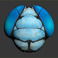 Glossy Blue Metallic Beetle Close Up View With Symmetrical Segmented Carapace