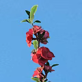 Vibrant Red Flowers with Fresh Green Leaves Blooming Against Blue Sky